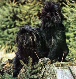 affenpinscher