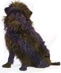 affenpinscher2