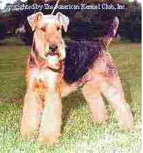 airedale