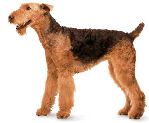 airedale_terrier