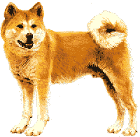 akita3