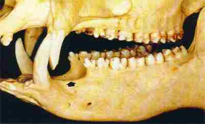 Figura 2 - Arcadas dentárias de um vertebrata superior (cateto). Observar os dentes divididos em grupos, cada qual com sua função e a disposição em fileiras, neste caso com espaços entre os caninos e a região dos molares