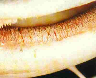 Figura 5 - Aproximação dos dentículos. Observar a quantidade e a simplicidade dos mesmos. Estes dentículos estão presentes também nas placas dentígeras faringeanas do jaú.