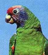 amazona_brasiliensis