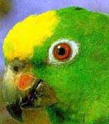 amazona_ochrocephala