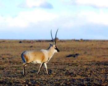 antilope_tibetano