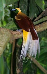 Oct 2004 Lesser Bird of Paradise (Paradisaea minor) Male pictured. Native to New Guinea. Endangered due to poaching for feathers and skins. (AAP Image/Roderick Eime) NO ARCHIVING