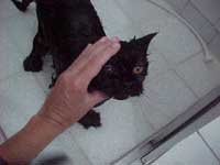 banho_gato_08