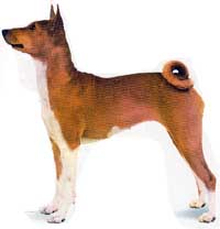 basenji2