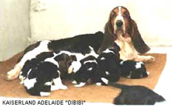 basset5