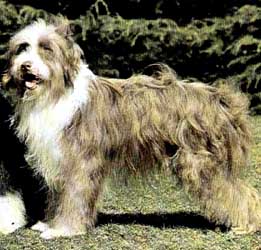 bearded_collie