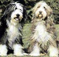 bearded_collie2