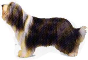 bearded_collie3