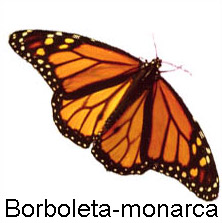 borboleta_monarca