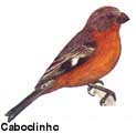 caboclinho_peito_preto