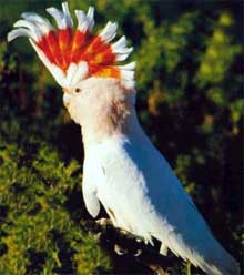 cacatua2