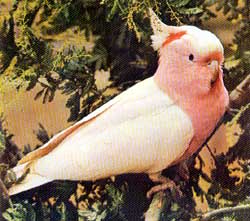 cacatua_rosa