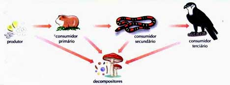 cadeia_alimentar03