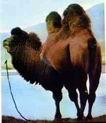 camelo1
