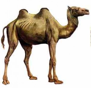 camelo2