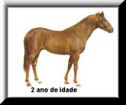 cavalo3