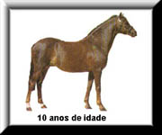 cavalo5