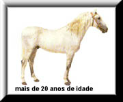 cavalo6