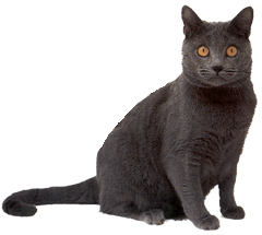 chartreux2