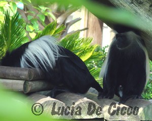 colobus4