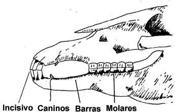 dente