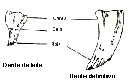 dente2