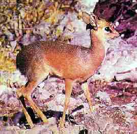 dikdik