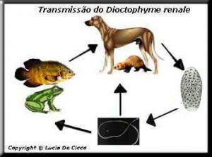 dioctophyme