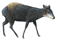 duiker2