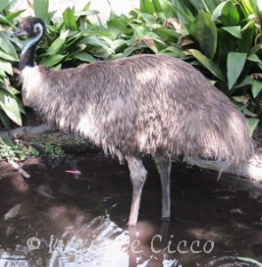 emu3