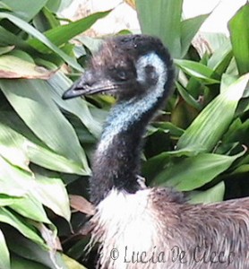 emu4