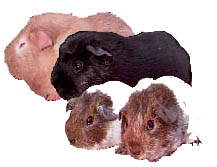 guinea