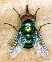 mosca