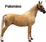 palomino