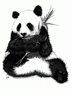 panda2