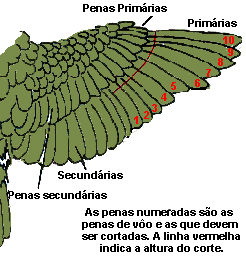 papagaio_penas