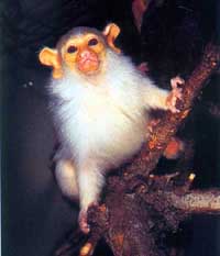 sagui_branco