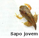 sapo4