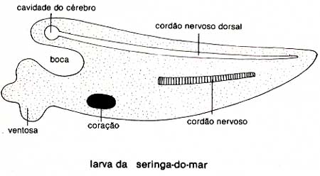 seringa_do_mar