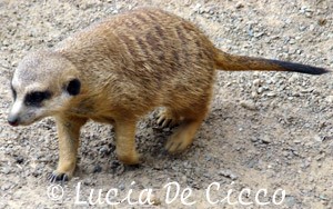 suricate01