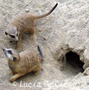 suricate03