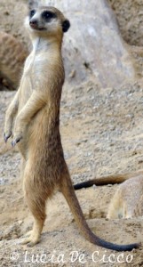 suricate06