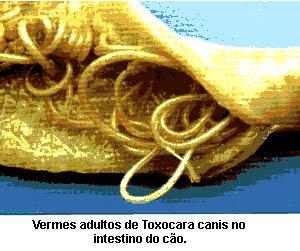 toxocara1