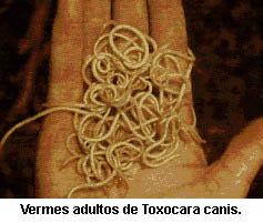 toxocara4