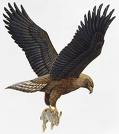 aguia-dourada